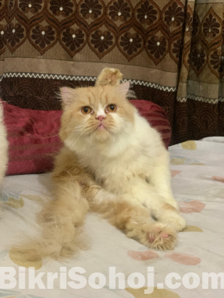 Persian cat